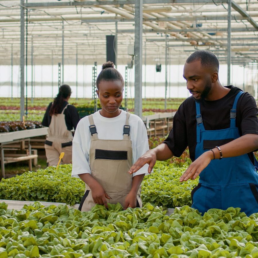 Two people standing in a greenhouse with lettuce plants.